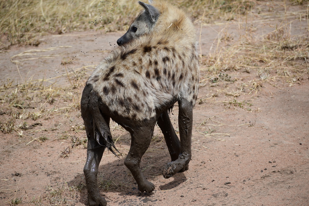 Central Serengeti